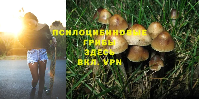 Псилоцибиновые грибы Cubensis  где купить   Камызяк 